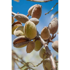 Мигдаль плодовий Нікітський-62 | Prunus dulcis Nikitskiy-62 | Миндаль плодовый Никитский-62