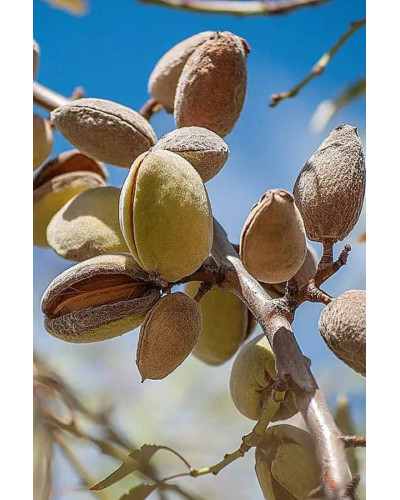Мигдаль плодовий Нікітський-62 | Prunus dulcis Nikitskiy-62 | Миндаль плодовый Никитский-62