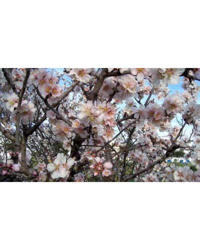 Мигдаль плодовий Нікітський-62 | Prunus dulcis Nikitskiy-62 | Миндаль плодовый Никитский-62