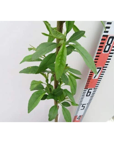 Мигдаль плодовий Нікітський-62 | Prunus dulcis Nikitskiy-62 | Миндаль плодовый Никитский-62