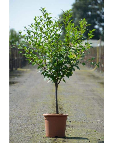 Мигдаль плодовий Нікітський-62 | Prunus dulcis Nikitskiy-62 | Миндаль плодовый Никитский-62