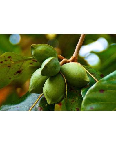 Мигдаль плодовий Нікітський-62 | Prunus dulcis Nikitskiy-62 | Миндаль плодовый Никитский-62