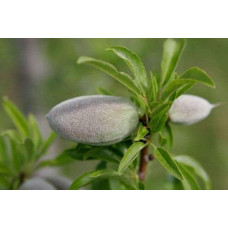 Мигдаль плодовий Нікітський-62 | Prunus dulcis Nikitskiy-62 | Миндаль плодовый Никитский-62