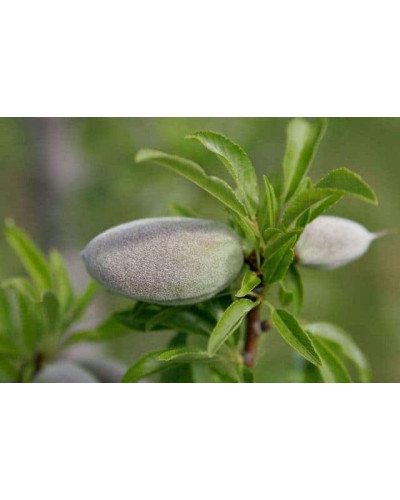 Мигдаль плодовий Нікітський-62 | Prunus dulcis Nikitskiy-62 | Миндаль плодовый Никитский-62