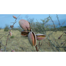 Мигдаль плодовий Нікітський-62 | Prunus dulcis Nikitskiy-62 | Миндаль плодовый Никитский-62