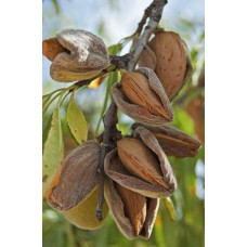 Мигдаль плодовий Нікітський-62 | Prunus dulcis Nikitskiy-62 | Миндаль плодовый Никитский-62