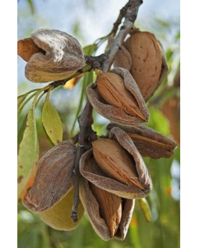Мигдаль плодовий Нікітський-62 | Prunus dulcis Nikitskiy-62 | Миндаль плодовый Никитский-62