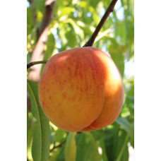Персик Червонощокий (ранній) | Персик Краснощекий (ранний) | Prunus persica Сheeked