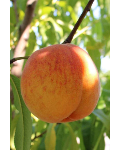 Персик Червонощокий (ранній) | Персик Краснощекий (ранний) | Prunus persica Сheeked