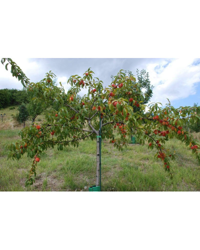 Персик Червонощокий (ранній) | Персик Краснощекий (ранний) | Prunus persica Сheeked