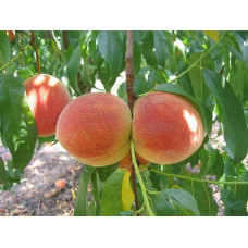 Персик Червонощокий (ранній) | Персик Краснощекий (ранний) | Prunus persica Сheeked