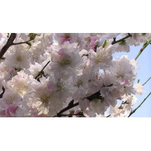 Персик Червонощокий (ранній) | Персик Краснощекий (ранний) | Prunus persica Сheeked