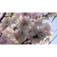 Персик Червонощокий (ранній) | Персик Краснощекий (ранний) | Prunus persica Сheeked