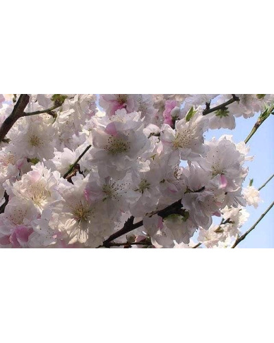 Персик Червонощокий (ранній) | Персик Краснощекий (ранний) | Prunus persica Сheeked