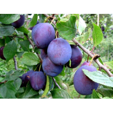 Слива домашня Кабардинка (рання) | Слива домашняя Кабардинка (ранняя) | Prunus domestica Kabardinka