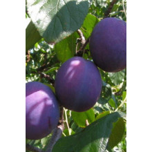 Слива домашня Кардинал | Слива домашняя Кардинал | Prunus domestica Kardinal