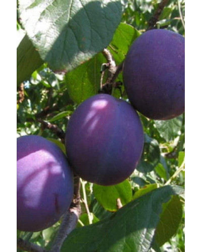 Слива домашня Кардинал | Слива домашняя Кардинал | Prunus domestica Kardinal