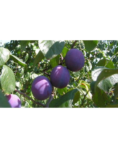 Слива домашня Кардинал | Слива домашняя Кардинал | Prunus domestica Kardinal