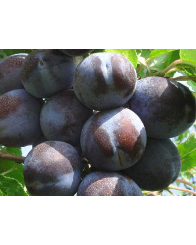 Слива домашня Кардинал | Слива домашняя Кардинал | Prunus domestica Kardinal