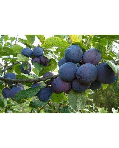 Слива домашня Кардинал | Слива домашняя Кардинал | Prunus domestica Kardinal