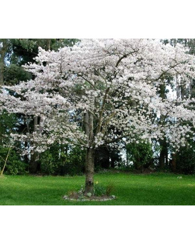 Слива домашня Кардинал | Слива домашняя Кардинал | Prunus domestica Kardinal