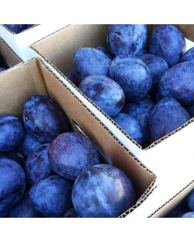 Слива домашня Кардинал | Слива домашняя Кардинал | Prunus domestica Kardinal