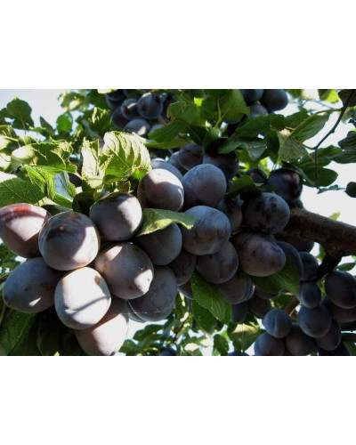 Слива домашня Кардинал | Слива домашняя Кардинал | Prunus domestica Kardinal
