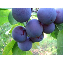 Слива домашня Кардинал | Слива домашняя Кардинал | Prunus domestica Kardinal