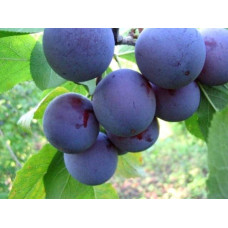 Слива домашня Кардинал | Слива домашняя Кардинал | Prunus domestica Kardinal