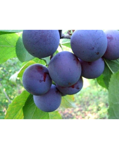 Слива домашня Кардинал | Слива домашняя Кардинал | Prunus domestica Kardinal