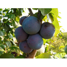 Слива домашня Кардинал | Слива домашняя Кардинал | Prunus domestica Kardinal