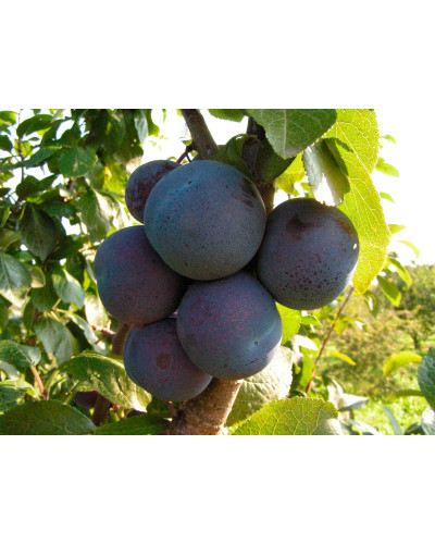 Слива домашня Кардинал | Слива домашняя Кардинал | Prunus domestica Kardinal