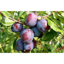 Слива домашня Кардинал | Слива домашняя Кардинал | Prunus domestica Kardinal