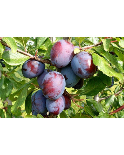 Слива домашня Кардинал | Слива домашняя Кардинал | Prunus domestica Kardinal
