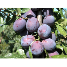 Слива домашня Кардинал | Слива домашняя Кардинал | Prunus domestica Kardinal