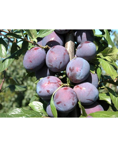 Слива домашня Кардинал | Слива домашняя Кардинал | Prunus domestica Kardinal