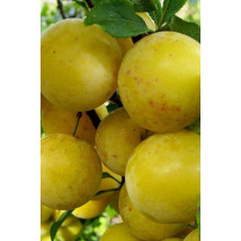 Слива домашня Ренклод ранній | Слива домашняя Ренклод ранний | Prunus domestica Renklod ranniy