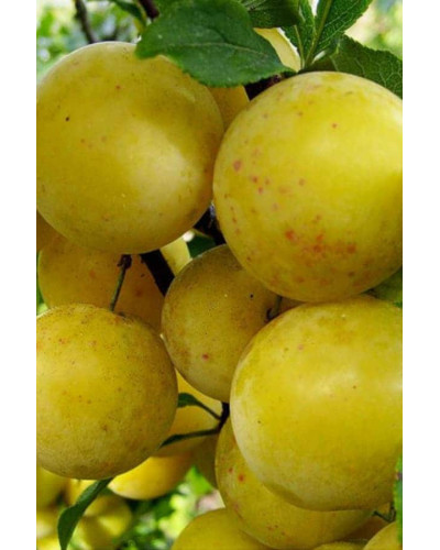 Слива домашня Ренклод ранній | Слива домашняя Ренклод ранний | Prunus domestica Renklod ranniy