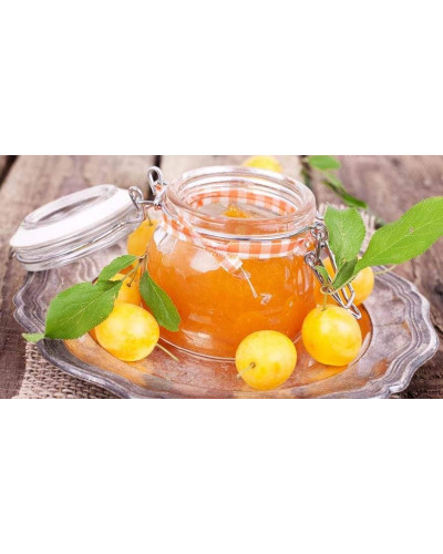 Слива домашня Ренклод ранній | Слива домашняя Ренклод ранний | Prunus domestica Renklod ranniy