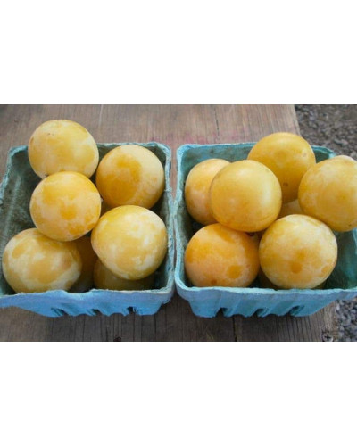 Слива домашня Ренклод ранній | Слива домашняя Ренклод ранний | Prunus domestica Renklod ranniy