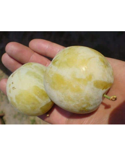 Слива домашня Ренклод ранній | Слива домашняя Ренклод ранний | Prunus domestica Renklod ranniy