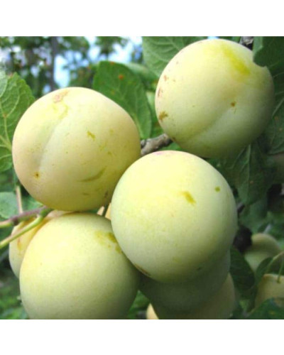 Слива домашня Ренклод ранній | Слива домашняя Ренклод ранний | Prunus domestica Renklod ranniy