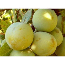 Слива домашня Ренклод ранній | Слива домашняя Ренклод ранний | Prunus domestica Renklod ranniy