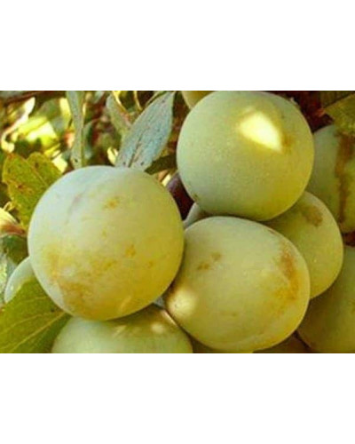 Слива домашня Ренклод ранній | Слива домашняя Ренклод ранний | Prunus domestica Renklod ranniy