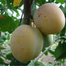 Слива домашня Ренклод ранній | Слива домашняя Ренклод ранний | Prunus domestica Renklod ranniy