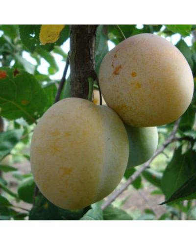 Слива домашня Ренклод ранній | Слива домашняя Ренклод ранний | Prunus domestica Renklod ranniy