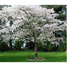 Слива домашня Ренклод ранній | Слива домашняя Ренклод ранний | Prunus domestica Renklod ranniy