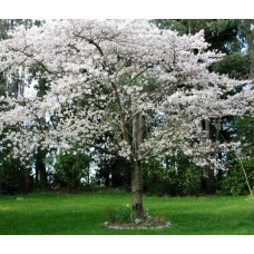 Слива домашня Ренклод ранній | Слива домашняя Ренклод ранний | Prunus domestica Renklod ranniy