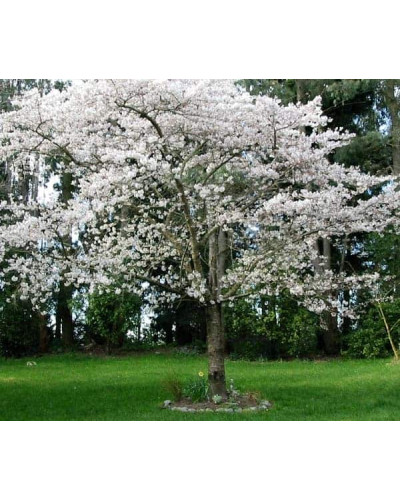 Слива домашня Ренклод ранній | Слива домашняя Ренклод ранний | Prunus domestica Renklod ranniy