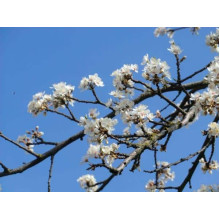 Слива домашня Ренклод ранній | Слива домашняя Ренклод ранний | Prunus domestica Renklod ranniy